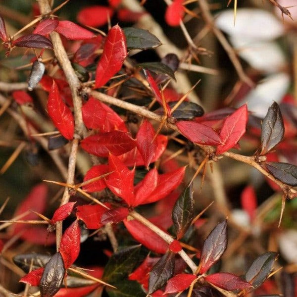 red foliage on William Penn Barberry