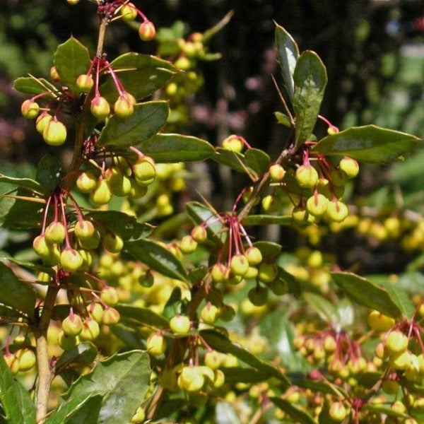 William Penn Barberry shrub