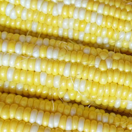 Yellow-Corn-Seeds
