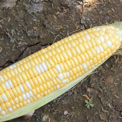 Yellow-Corn-Seeds