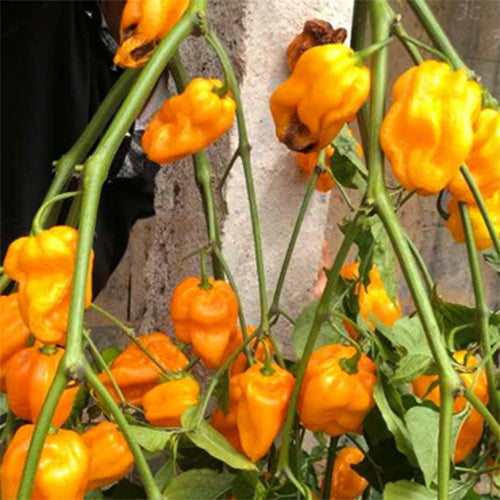 Yellow-Devil-Pepper-Chilli-Seeds