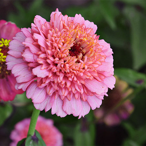 Zinnia-Elegans-Elf-Zinnia-Seeds