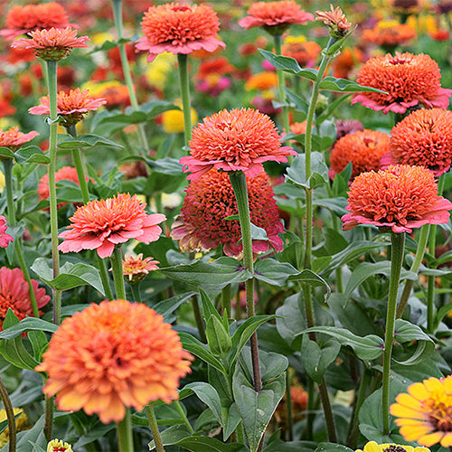 Zinnia-Elegans-Elf-Zinnia-Seeds