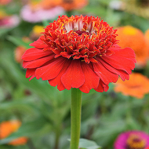 Zinnia-Elegans-Elf-Zinnia-Seeds