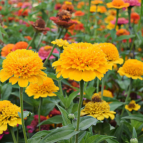 Zinnia-Elegans-Elf-Zinnia-Seeds